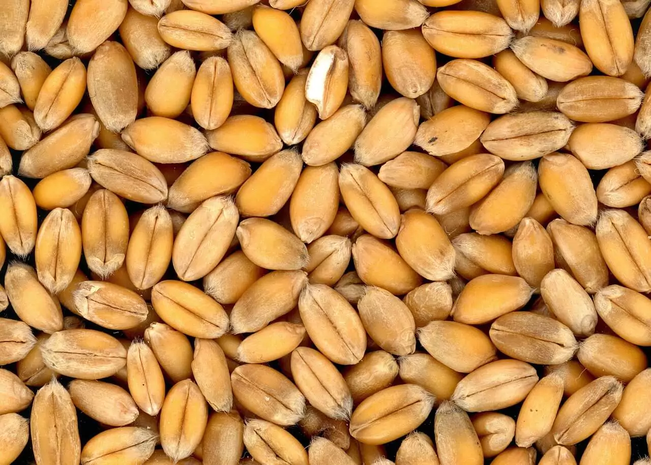 7-whole-grains